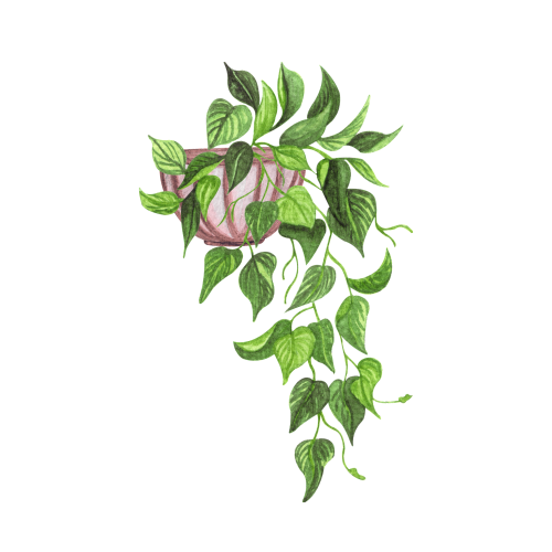 Pothos plant illustration